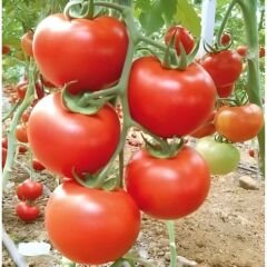 Hibrit Sırık Domates Tohumu – Meringo F1 | 1.000 Adet