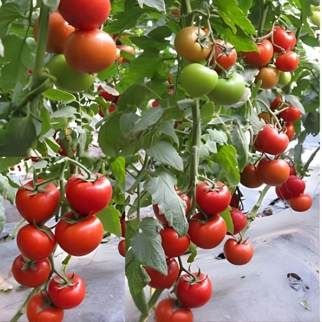 Hibrit Sırık Sofralık Domates Tohumu – Hermon F1 | 1.000 Adet