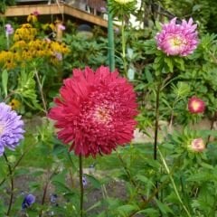 Ponpon Aster Papatya Tohumu Prenses - Krizantem