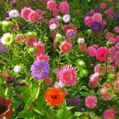 Ponpon Aster Papatya Tohumu Prenses - Krizantem