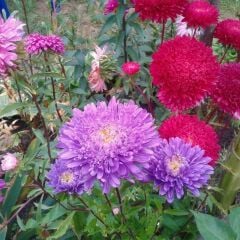 Ponpon Aster Papatya Tohumu Prenses - Krizantem