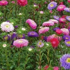 Ponpon Aster Papatya Tohumu Prenses - Krizantem