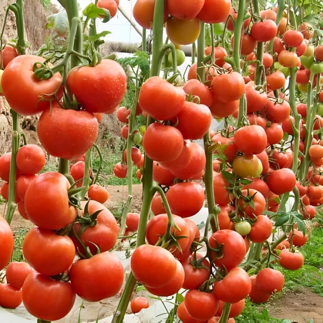 Hibrit Sırık Tane Domates Tohumu Ebelle F1 - 1.000 Adet