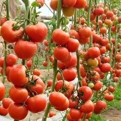 Hibrit Sırık Tane Domates Tohumu Ebelle F1 - 1.000 Adet