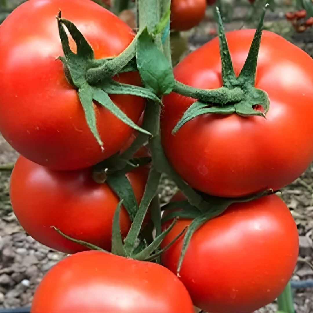 Hibrit Sırık Tane Domates Tohumu – Harper F1 | 1.000 Adet