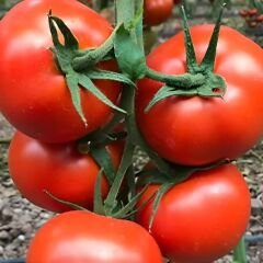 Hibrit Sırık Tane Domates Tohumu – Harper F1 | 1.000 Adet