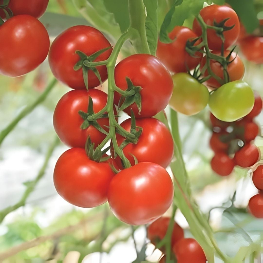 Hibrit Sırık Salkım Domates Tohumu – Assina F1 | 1.000 Adet