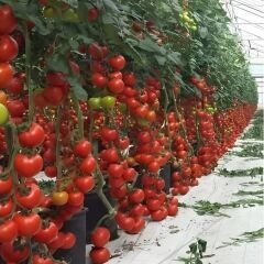 Hibrit Sırık Salkım Domates Tohumu – Caprera F1 | 1.000 Adet