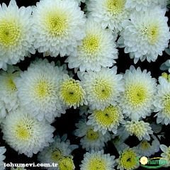 Kasımpatı Tohumu - Leucanthemum Superbum