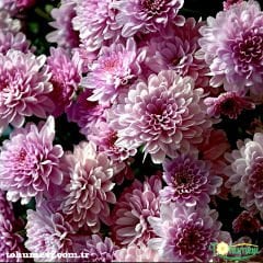 Kasımpatı Tohumu - Leucanthemum Superbum