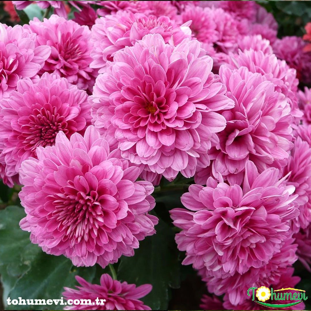 Kasımpatı Tohumu - Leucanthemum Superbum