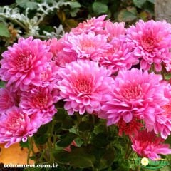 Kasımpatı Tohumu - Leucanthemum Superbum