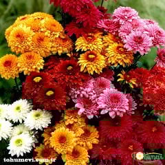 Kasımpatı Tohumu - Leucanthemum Superbum