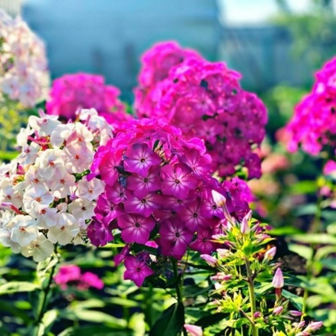 Alev Floks Tohumu - Phlox Drummondi – Floks Çiçeği