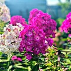 Alev Floks Tohumu - Phlox Drummondi – Floks Çiçeği