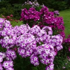 Alev Floks Tohumu - Phlox Drummondi – Floks Çiçeği