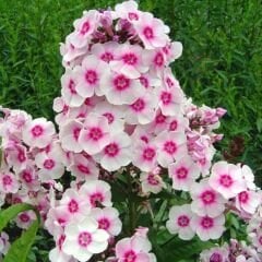 Alev Floks Tohumu - Phlox Drummondi – Floks Çiçeği