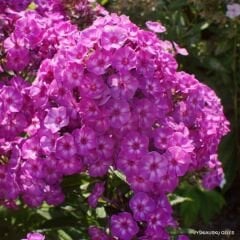 Alev Floks Tohumu - Phlox Drummondi – Floks Çiçeği