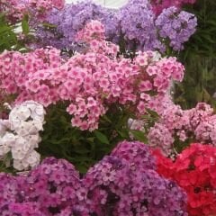 Alev Floks Tohumu - Phlox Drummondi – Floks Çiçeği