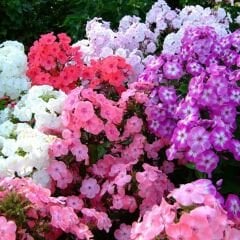 Alev Floks Tohumu - Phlox Drummondi – Floks Çiçeği