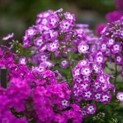 Alev Floks Tohumu - Phlox Drummondi – Floks Çiçeği