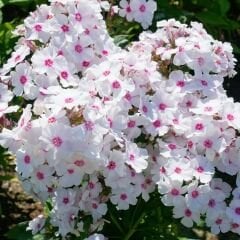 Alev Floks Tohumu - Phlox Drummondi – Floks Çiçeği