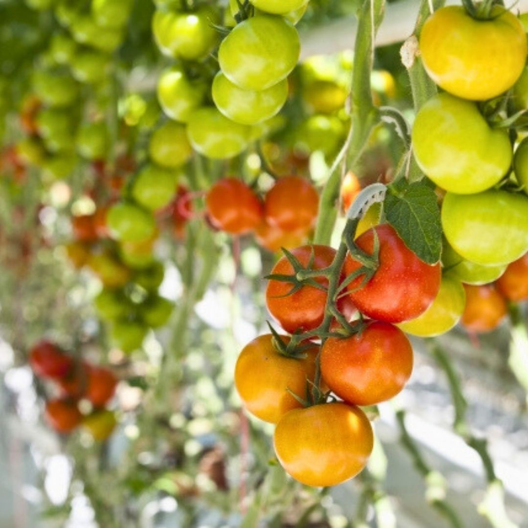 Hibrit Sırık Beef Domates Tohumu – Chester F1 | 1.000 Adet