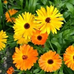 Aynısafa Çiçeği Tohumu - Calendula Officinalis
