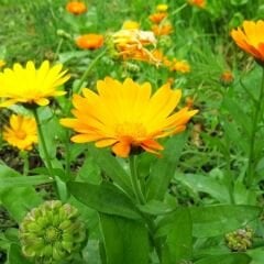 Aynısafa Çiçeği Tohumu - Calendula Officinalis