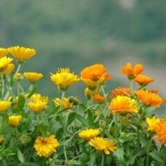 Aynısafa Çiçeği Tohumu - Calendula Officinalis