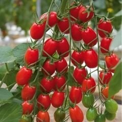 Hibrit Sırık Kokteyl Domates Tohumu – Buildo F1 | 1.000 Adet