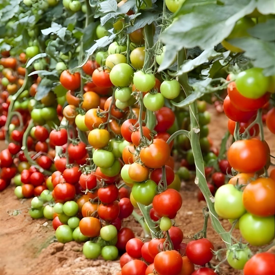 Hibrit Sırık Yuvarlak Kokteyl Domates Tohumu – Lumbly F1 | 1.000 Adet