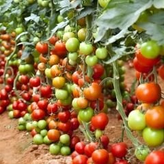 Hibrit Sırık Yuvarlak Kokteyl Domates Tohumu – Lumbly F1 | 1.000 Adet