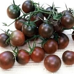 Hibrit Sırık Cherry Domates Tohumu – Cynthia F1 | 1.000 Adet