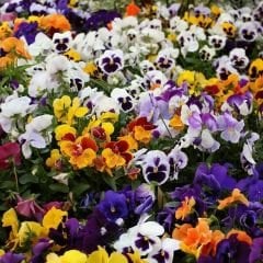 Hercai Menekşe Tohumu - Alacalı – Viola witrockania