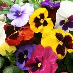 Hercai Menekşe Tohumu - Alacalı – Viola witrockania