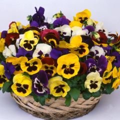 Hercai Menekşe Tohumu - Alacalı – Viola witrockania