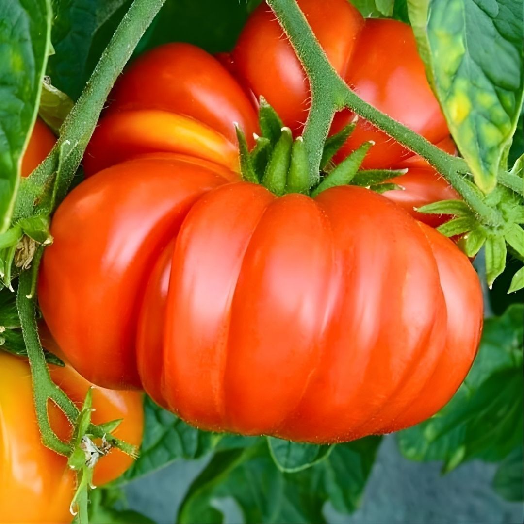 Hibrit Sırık Kırmızı Köy Domates Tohumu – Gölkaya F1 | 1.000 Adet