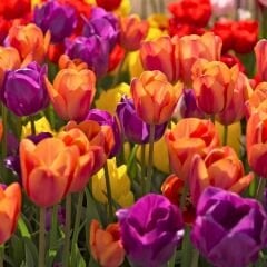 Lale Soğanı – Tulipa Mix Paket