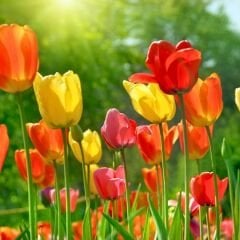 Lale Soğanı – Tulipa Mix Paket