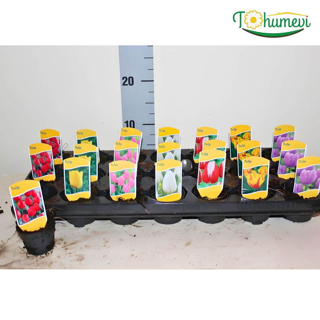 Lale  Mini Saksıda Tek Dikim – Tulipa