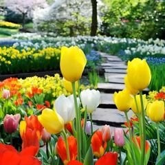 Lale  Mini Saksıda Tek Dikim – Tulipa