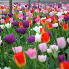 Lale  Mini Saksıda Tek Dikim – Tulipa