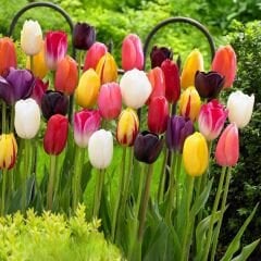 Lale  Mini Saksıda Tek Dikim – Tulipa