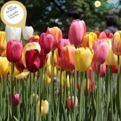 Lale Soğanı – Tulipa Mix