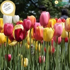 Lale  Mini Saksıda Tek Dikim – Tulipa