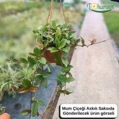 Mum Çiçeği Askılı Saksıda  - Bal Mumu Çiçeği - Hoya Carnosa