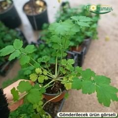 Kırlangıç Otu (Chelidonium majus) - Q12 Saksıda