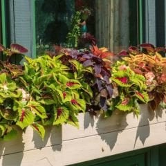 Yaprak Güzeli Tohumu – Kolyos Çiçeği - Coleus