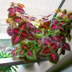 Yaprak Güzeli Tohumu – Kolyos Çiçeği - Coleus